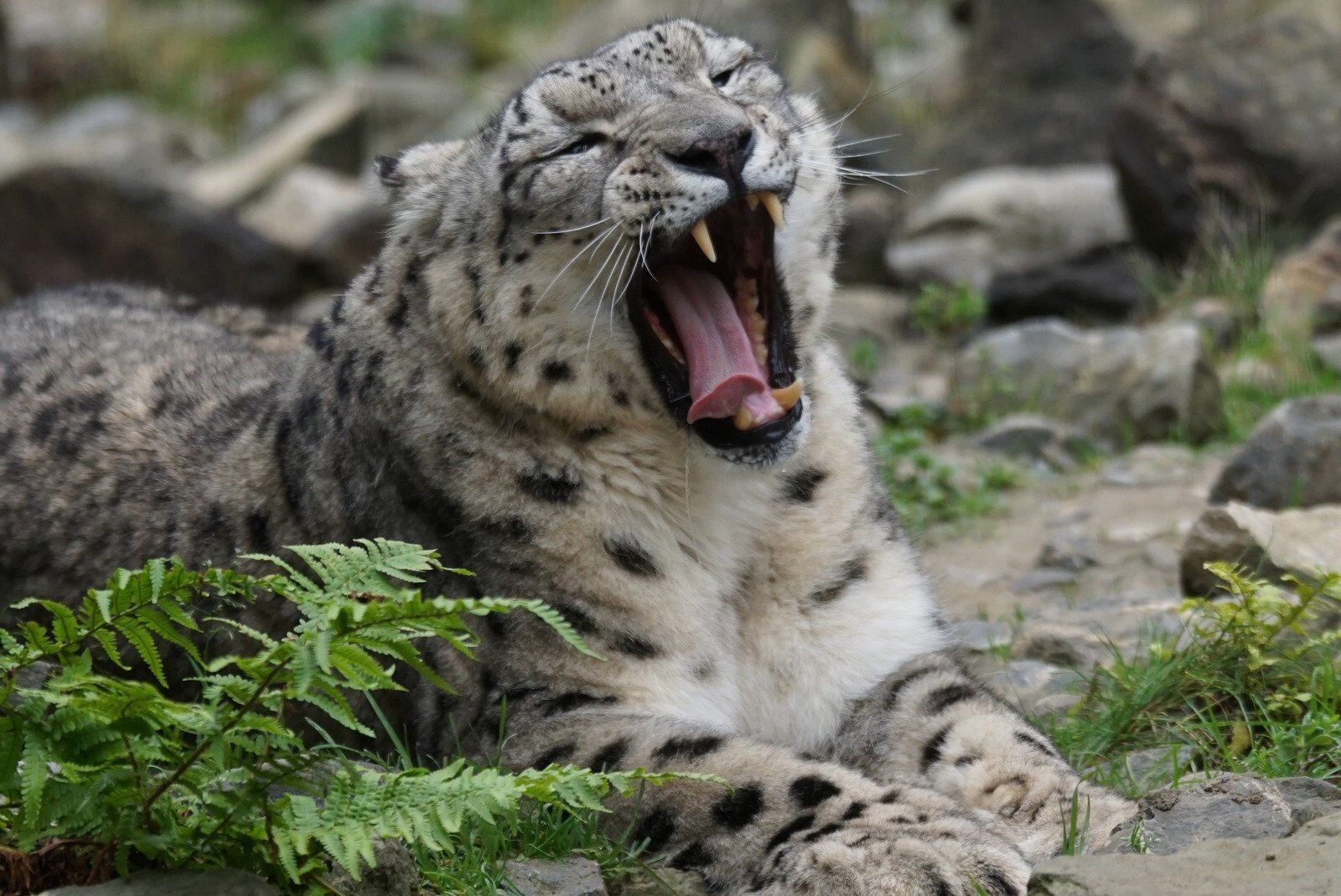 un felino in relax