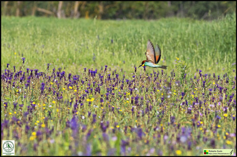 muscari cornice nera.jpeg