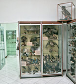 Sala uccelli