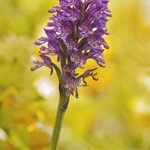 Orchis x dietrichiana - Dia Roberto Zuolo Alpe di Vobbia (GE) 2014