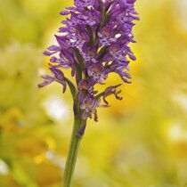 Orchis x dietrichiana - Dia Roberto Zuolo Alpe di Vobbia (GE) 2014