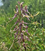 Escursione naturalistica - 22 maggio 2022 Foto di : Maristella Repetti
