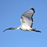 Ibis sacro - di Roberto Zuolo Ambiente Scrivia 2023
