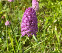 Sarizzola 2022 Foto . Alessandra Ferrando