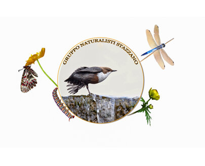 collage magliette.jpeg