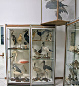 Sala uccelli