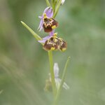 Ophrys holosericea - Di Roberto Zuolo Ambiente Scrivia - 2021