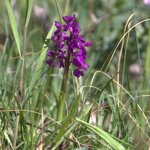 Orchys morio - Di Walter Bagnasco Ambiente Scrivia 2016