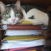 E' reato il maltrattamento degli animali E' reato il maltrattamento degli animali