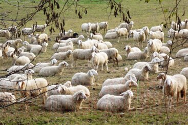 734a9bc5-a6fe-47df-be0d-68dd79a96f96 734a9bc5-a6fe-47df-be0d-68dd79a96f96