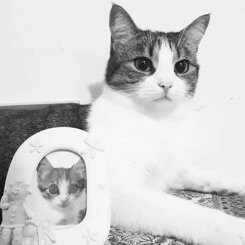 gatta-lisa.jpeg gatta-lisa.jpeg