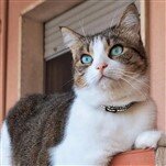 Reati contro gli animali pene inasprite