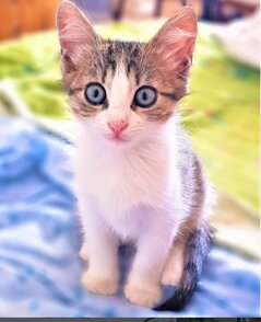 lisa-marie-piccina.jpeg lisa-marie-piccina.jpeg