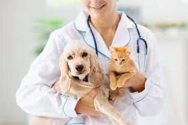Hai mai pensato di includere le spese veterinarie nel welfare aziendale?