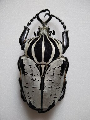 40d3d93336ca253faad92bb2359a58b41501992d