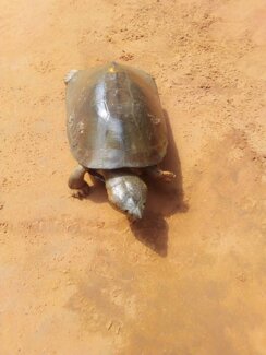 img-20210107-wa0016.jpeg img-20210107-wa0016.jpeg