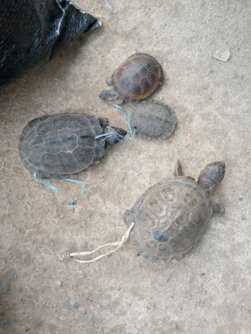 img-20210128-wa0010.jpeg img-20210128-wa0010.jpeg