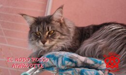 ad2b8207b916102b0c43f8cd8169fa30292e38b1.jpeg