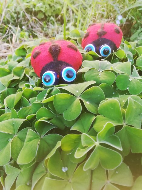 coccinelle.jpeg coccinelle.jpeg