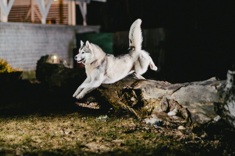 siberian husky che salta.jpeg