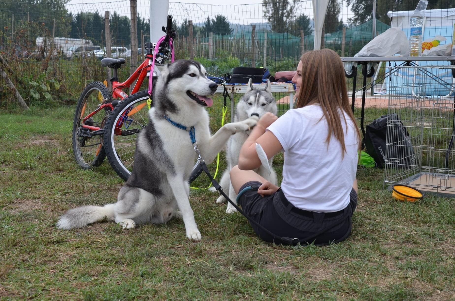 COME APPROCCIARSI AD UN CANE?