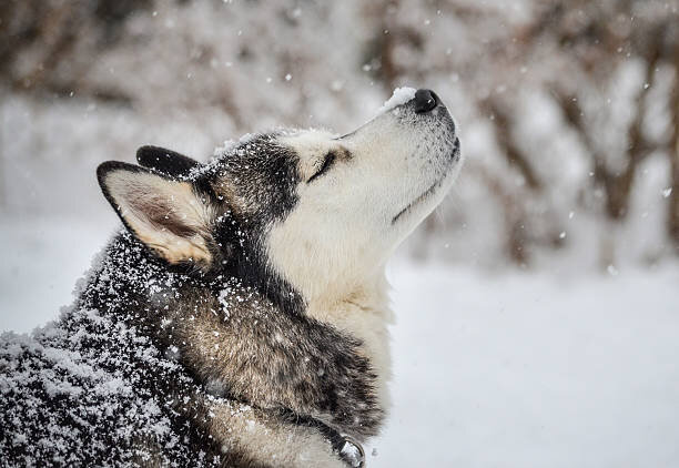 🐺 SIBERIAN HUSKY: Viaggio nelle Antiche Origini di un Cane Leggendario