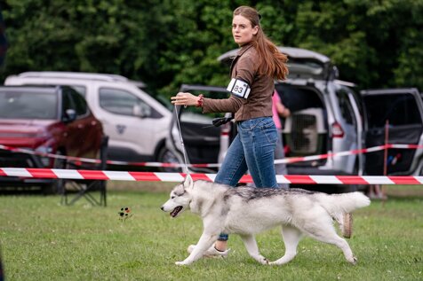 siberian husky in movimento.jpeg