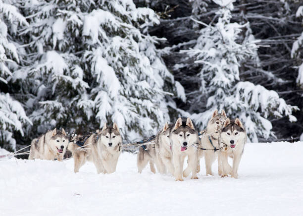 siberian-husky-in-muta-che-tirano-slitta.jpeg siberian-husky-in-muta-che-tirano-slitta.jpeg