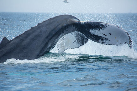 dfde9eb50989713e530b87af9a0febb24500b0d4 dfde9eb50989713e530b87af9a0febb24500b0d4