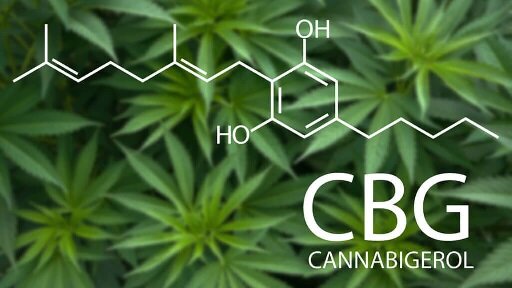 CBG: conosciamo da vicino uno dei cannabinoidi più promettenti in campo medico CBG: conosciamo da vicino uno dei cannabinoidi più promettenti in campo medico
