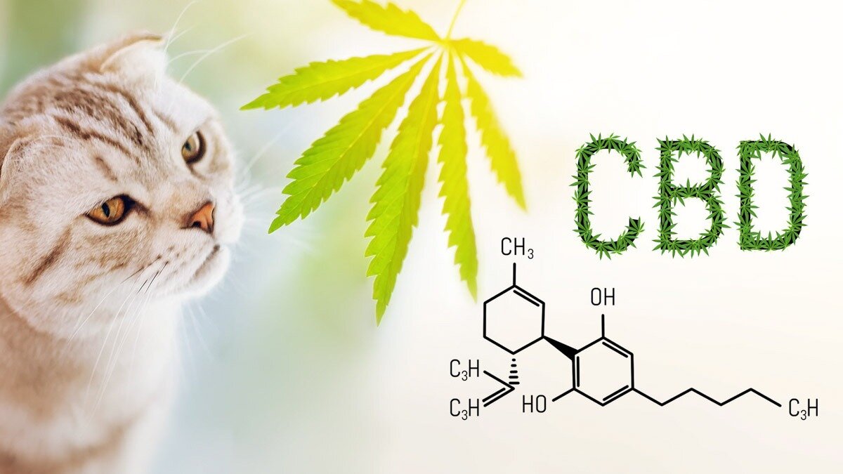Il CBD per i nostri amici a 4 zampe Il CBD per i nostri amici a 4 zampe