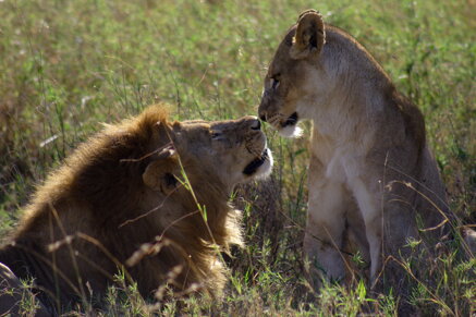 52da3b5ad9fa3e5bdb16a7998213f38174a57454