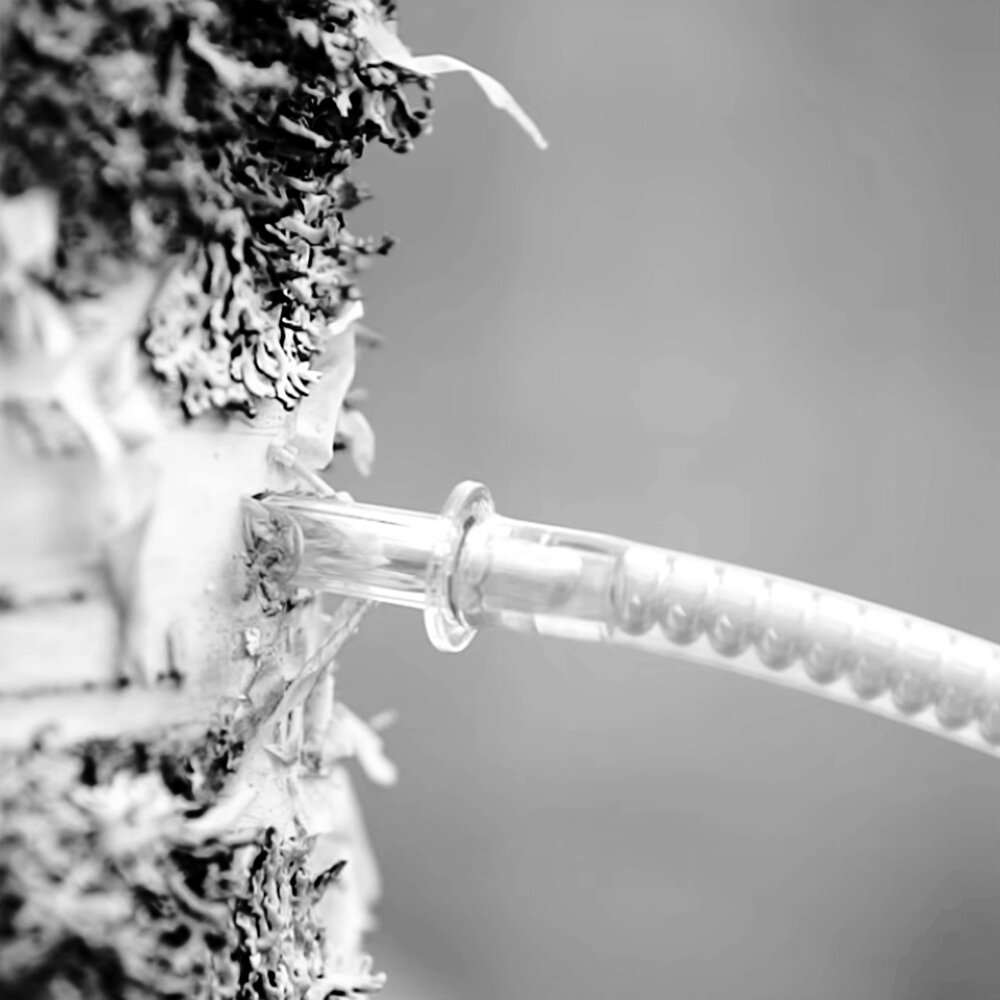 Was-ist-Birkensaft-2_konvex-visuelle-kommunikation