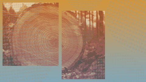 Deutsche-Dante-Gesellschaft-background_konvex-visuelle-kommunikation