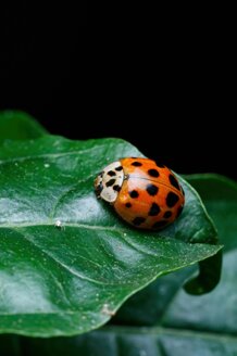 090006ee2b1e3634978d81ef0e0cc00d5110d4fa.jpeg 090006ee2b1e3634978d81ef0e0cc00d5110d4fa.jpeg