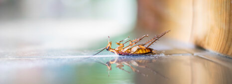 8b803a0a26090c2e72d3e5e3cd07e43d919377df