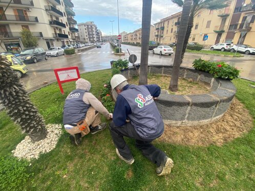 aiuola comune augusta.jpeg