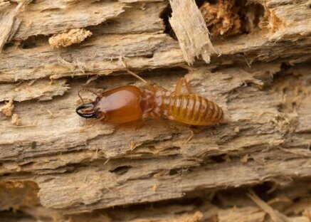 be96b30ef05de4334e34ff9534bb2021a919d2d7