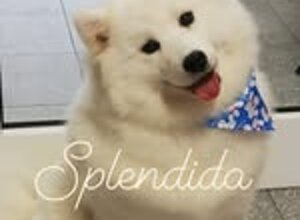69689704_2383979448533574_8054823875712628427_n.jpeg