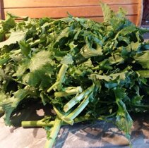 broccoletti Wlasnie zakupione na rynku. broccoletti Wlasnie zakupione na rynku.