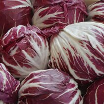radicchio o okraglych glowkach radicchio o okraglych glowkach
