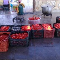 pomidory do produkcji domowej pulpy pomidory do produkcji domowej pulpy