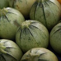 zucchino tondo di Nizza cukinia okragla z Nicei: doskonala faszerowana. zucchino tondo di Nizza cukinia okragla z Nicei: doskonala faszerowana.
