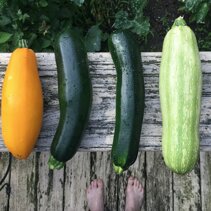 rozne rodzaje cukin Od lewej: cukinia zolta, czarna mediolanska, romanesca, z Faenzy. rozne rodzaje cukin Od lewej: cukinia zolta, czarna mediolanska, romanesca, z Faenzy.