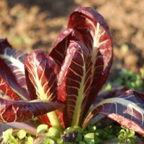 radicchio podluzne radicchio podluzne