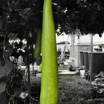 zucchino siciliano - cucuzza - dynia waz Nalezy do rodziny dyniowatych. Dochodzi do metra dlugosci. Doskonala do zup i duszona. zucchino siciliano - cucuzza - dynia waz Nalezy do rodziny dyniowatych. Dochodzi do metra dlugosci. Doskonala do zup i duszona.