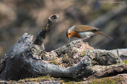 97b019bf4e4144a9c7794dd9741bf14f52d7c0b9