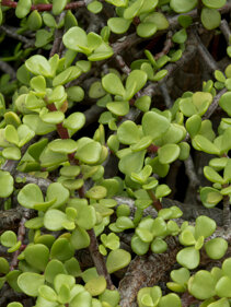 piante-grasse-commestibili-cactus-succulente-coltivazioni-del-futuro-vitamine-sali-minerali-antiossi