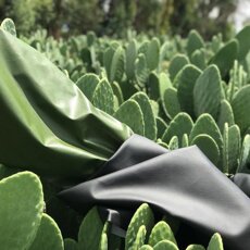 fico-di-india-opuntia-vitamine-minerali-antiossidanti-frutto-fiore-cladodio-pala-gel-pelle-cucina-co