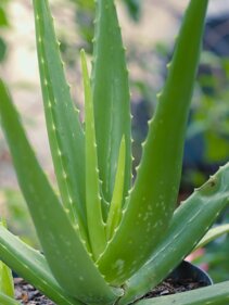 piante-grasse-commestibili-cactus-succulente-coltivazioni-del-futuro-vitamine-sali-minerali-antiossi